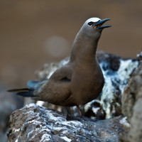 Common Noddy